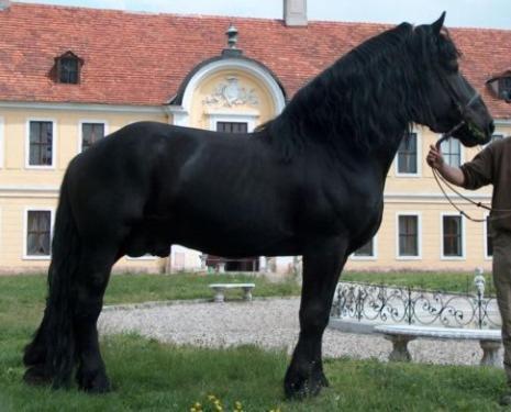 Palac Brody Экстерьер фото